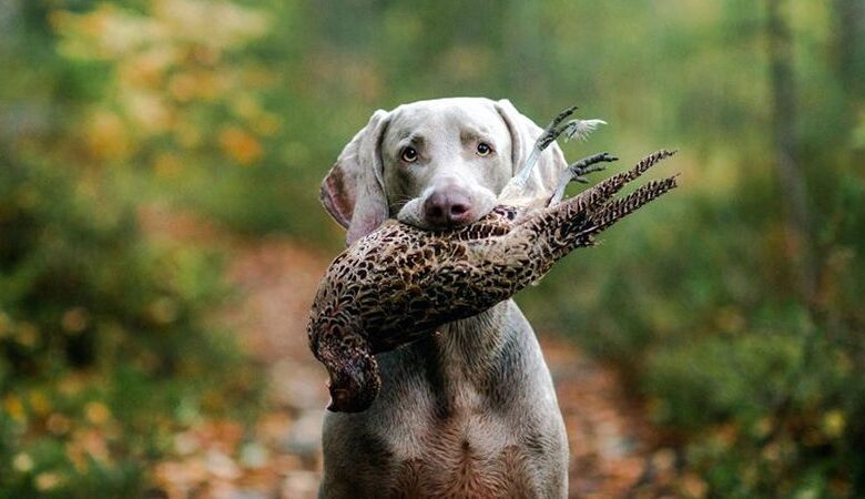 How to Train a Hunting Dog to Retrieve Game How to Train a Hunting Dog to Retrieve Game