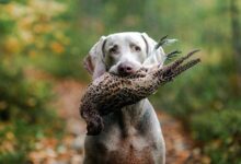 Как приучить охотничью собаку возвращать добычу