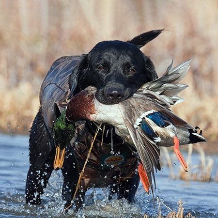 How to Train a Hunting Dog to Retrieve Game