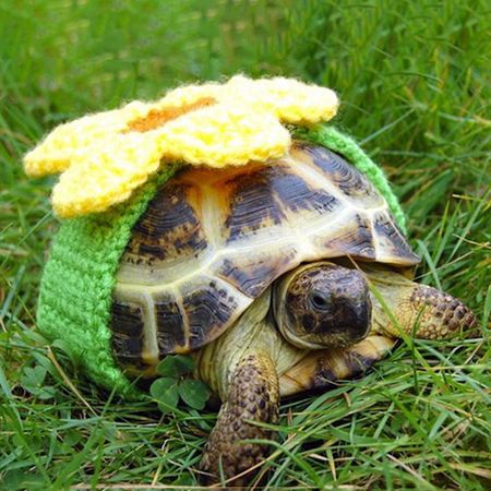 Caring for Turtles in the Winter