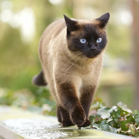 Thai vs. Siamese Cats