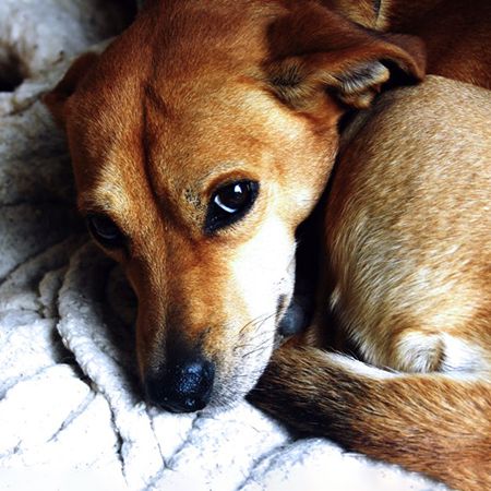 Canine Distemper