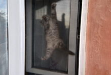 Cat Window Screens
