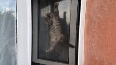 Cat Window Screens
