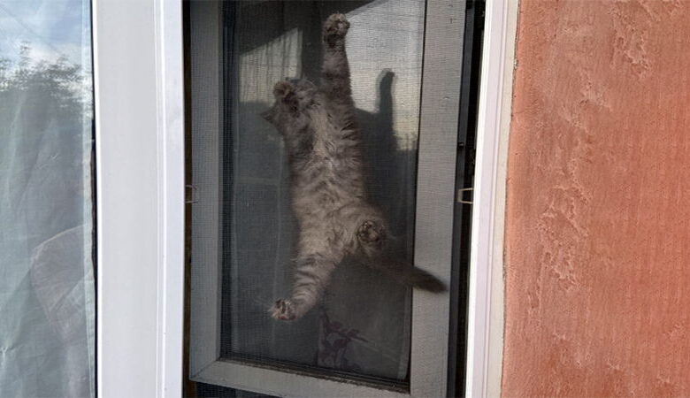Cat Window Screens – Your Pet's Safety Cat Window Screens