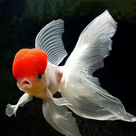 Oranda Oranda