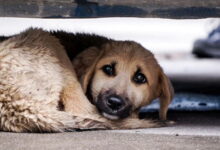 Canine Distemper