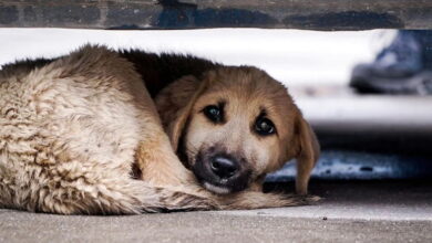 Canine Distemper