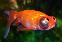 Goldfish