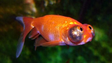 Goldfish