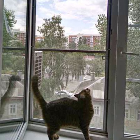 Cat Window Screens 