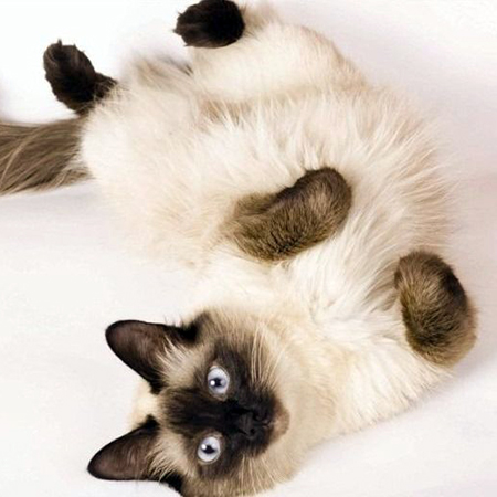 Thai vs. Siamese Cats