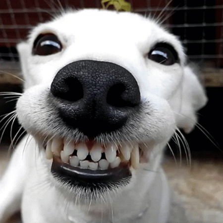 Can a dog suffer from cavities?