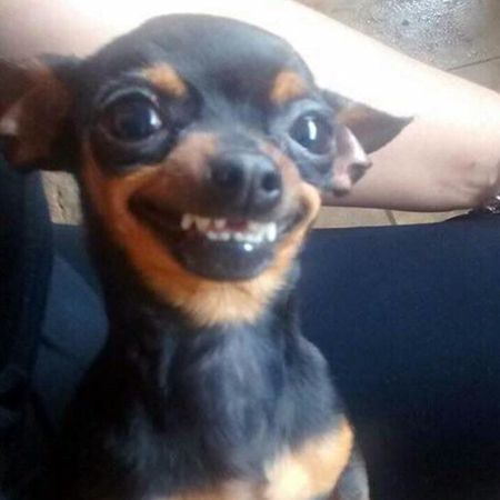 Can a dog suffer from cavities?