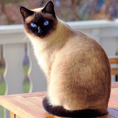 Thai vs. Siamese Cats