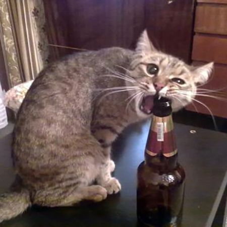 Какие продукты нельзя давать кошкам