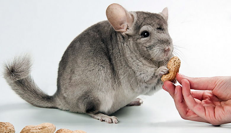 Чем кормить шиншиллу? Чем кормить шиншиллу?