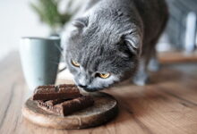 What Foods Shouldn't Be Given to Cats