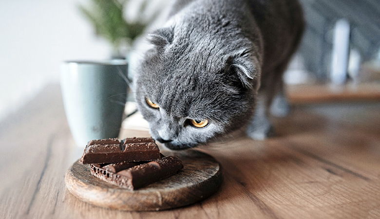 What Foods Shouldn't Be Given to Cats: A List of Dangerous Foods What Foods Shouldn't Be Given to Cats