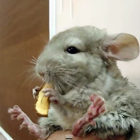 What to feed a chinchilla?